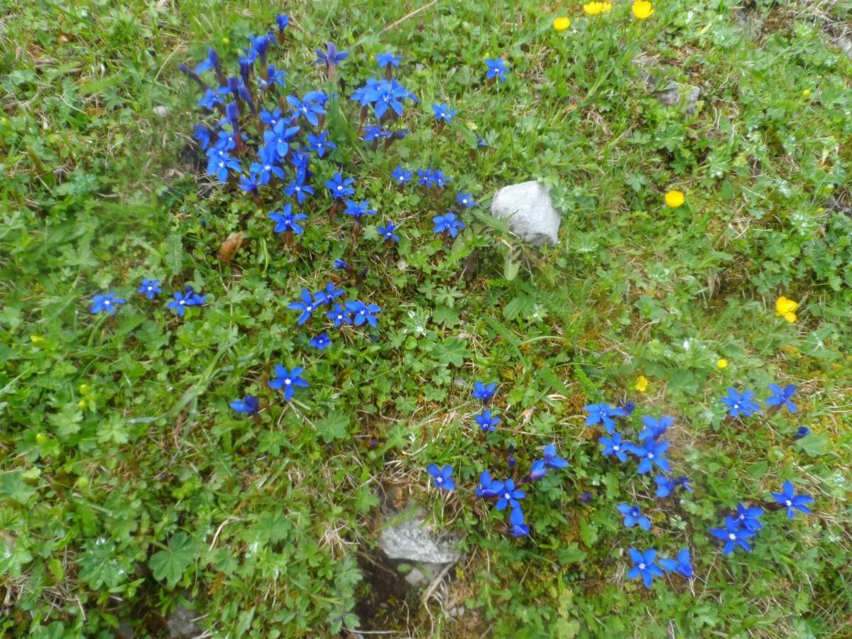 Haus Am Wiesenrain Leutasch Bagian luar foto